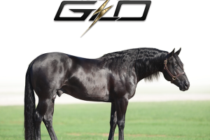 GLOO Equine
