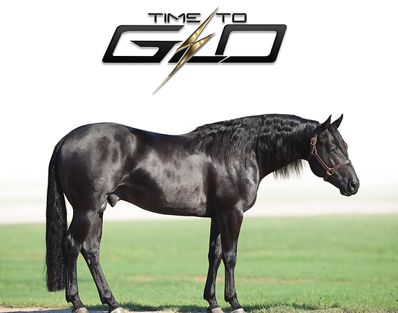 gloo equine